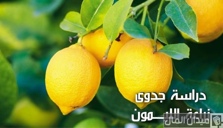 دراسة جدوي زراعة الليمون وانتاج الفدان الواحد