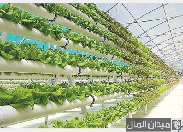 دراسة جدوي مشروع الزراعة المائية بالتفصيل دراسة جدوي مشروع الزراعة المائية بالتفصيل