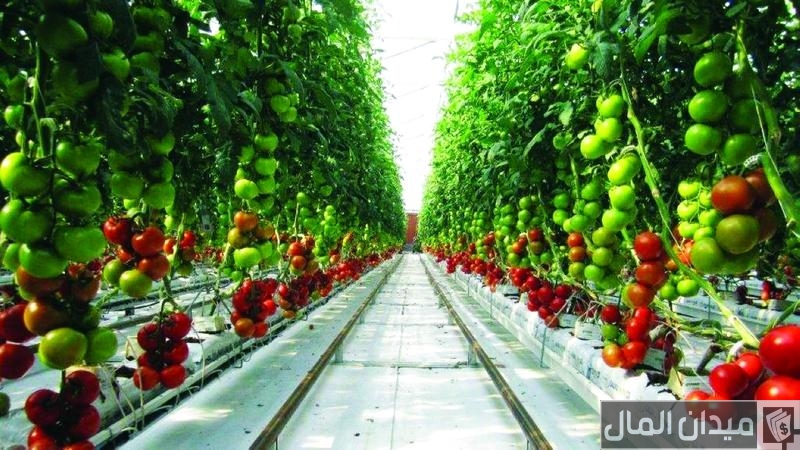 هل يمكن زراعة الطماطم بدون تربة بالمنزل؟