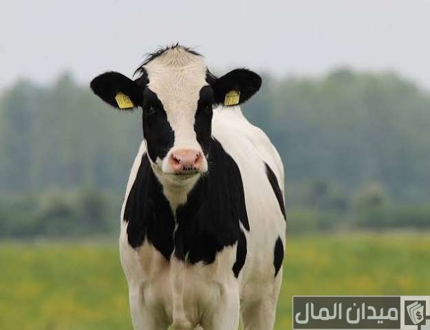 سبب امتناع الأبقار عن الأكل بعد الولادة