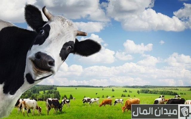 سبب امتناع الأبقار عن الأكل