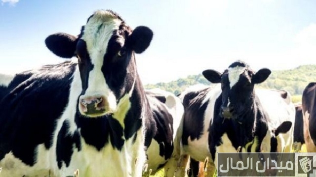 شركات استيراد الأبقار في مصر شركات استيراد الأبقار في مصر