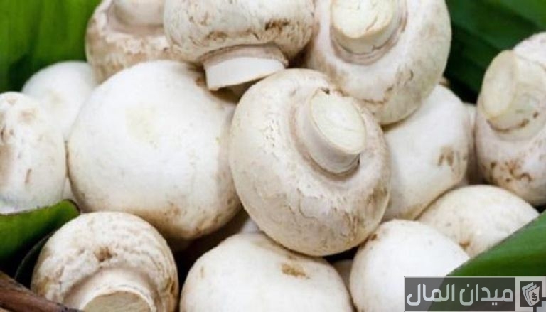 عناوين وأرقام شركات تسويق عيش الغراب في مصر