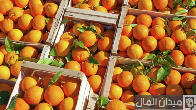 شركات تصدير البرتقال في مصر