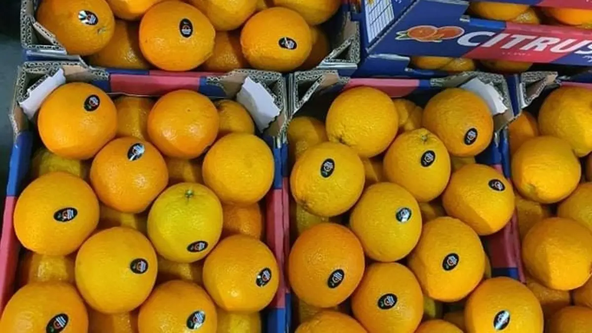 أسماء شركات تصدير البرتقال في مصر