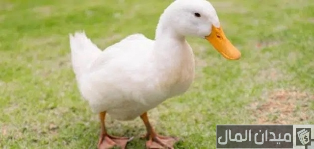 علاج الإسهال الأبيض عند البط علاج الإسهال الأبيض عند البط