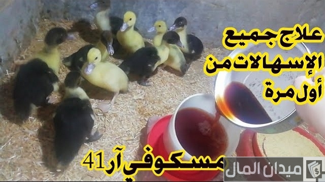 علاج الإسهال عند البط المسكوفي علاج الإسهال عند البط المسكوفي