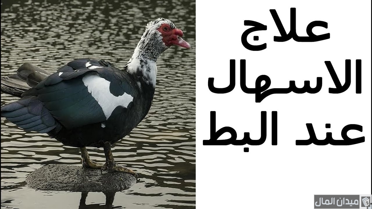 علاج الإسهال عند البط المسكوفي بالاعشاب والادوية