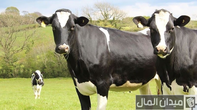 كيفية زيادة انتاج الحليب عند الأبقار كيفية زيادة انتاج الحليب عند الأبقار