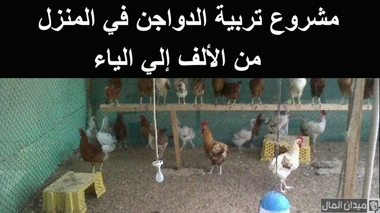 دراسة جدوى مشروع تربية الدواجن للمبتدئين وأرباح المشروع في الدورة