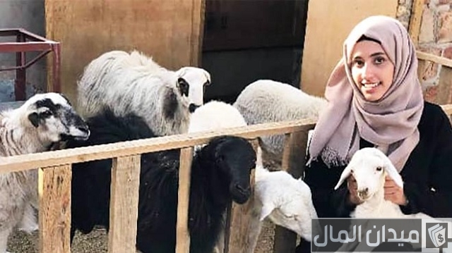 مشروع تربية الماعز على سطح المنزل