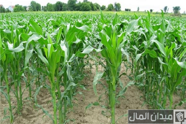مشروع زراعة الذرة مشروع زراعة الذرة