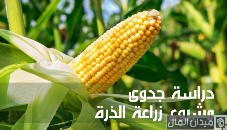 دراسة جدوى مشروع زراعة الذرة الشامية وانتاج الفدان