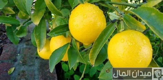 مواعيد زراعة الليمون في مصر