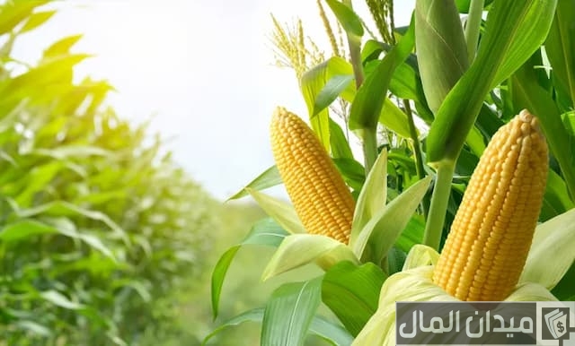 موعد زراعة الذرة الصفراء