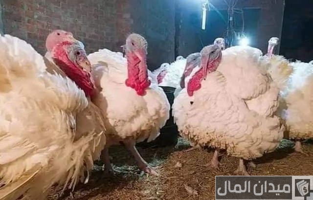 تسمين الديك الرومي في المنزل