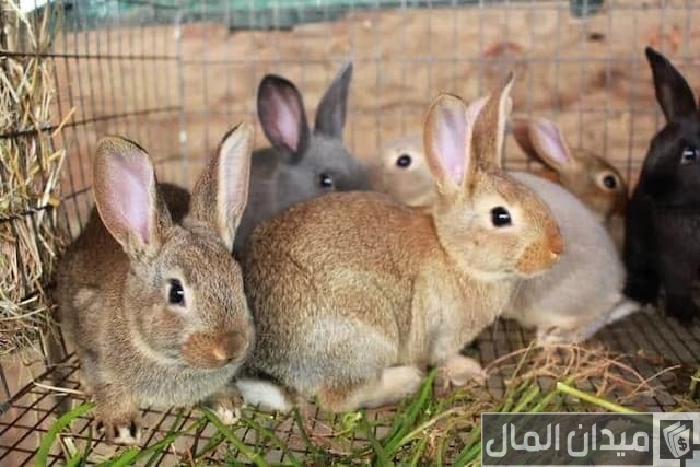 مشروع تربية الأرانب مشروع تربية الأرانب
