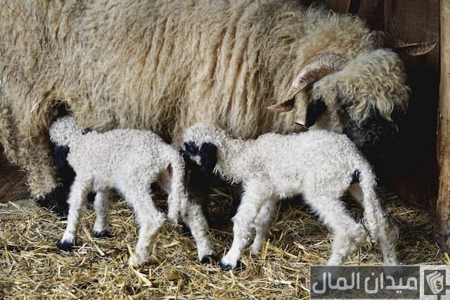 هل تربية الأغنام مربحة