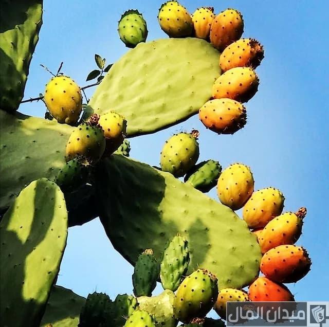 مشروع زراعة التين الشوكي