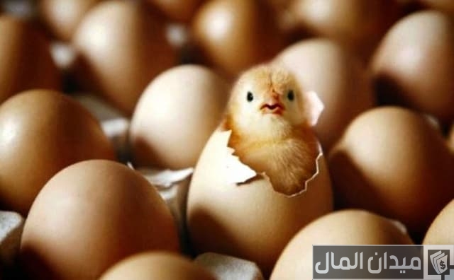 مشروع فقاسة بيض