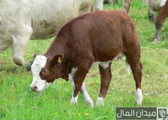 مكونات العلف المركز للعجول