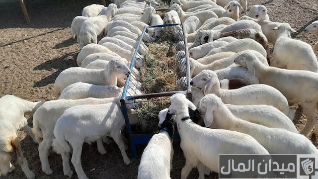 مشروع غنم كم يكلف مشروع غنم كم يكلف