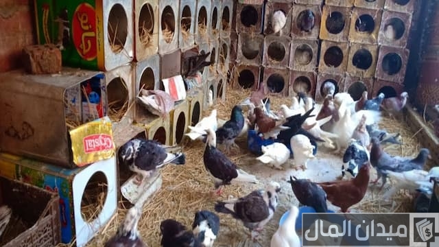 مشروع تربية الحمام