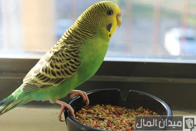 مشروع تربية عصافير الزينة مشروع تربية عصافير الزينة