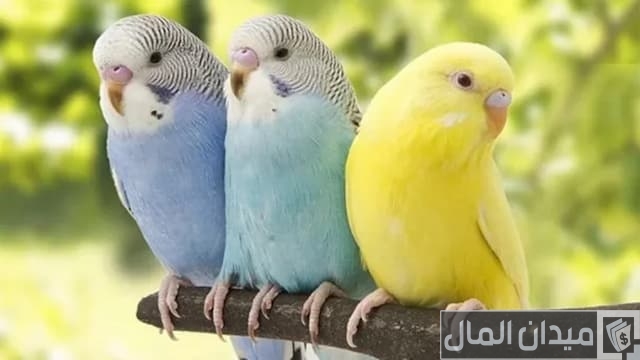 مشروع عصافير الزينة