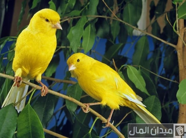 أنواع عصافير الزينة