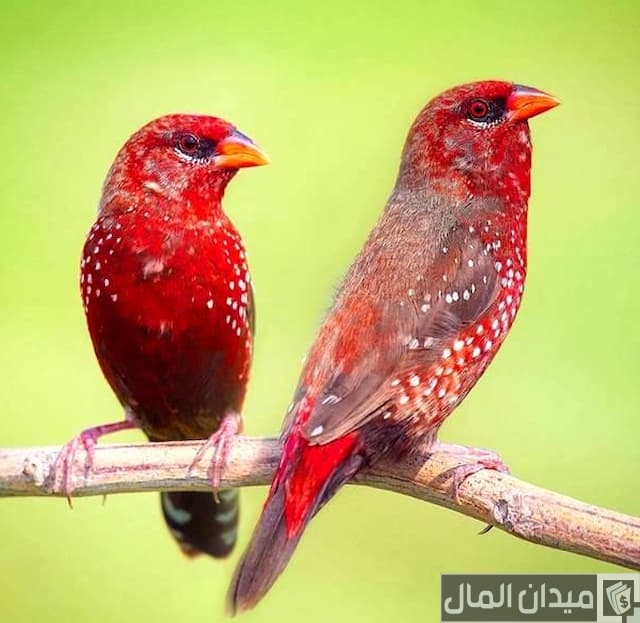 أنواع عصافير الزينة