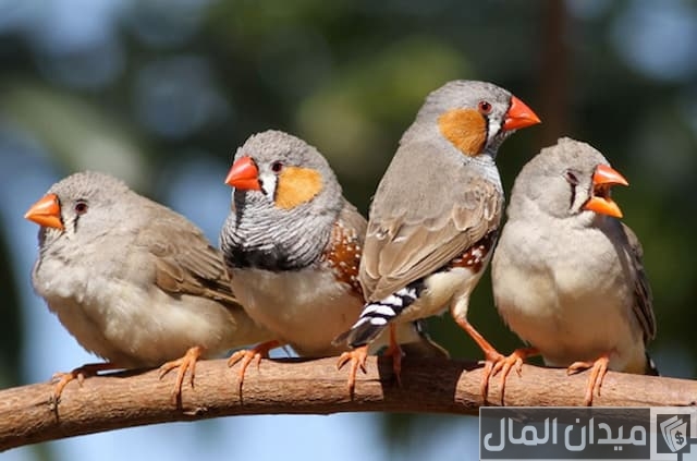 أنواع عصافير الزينة