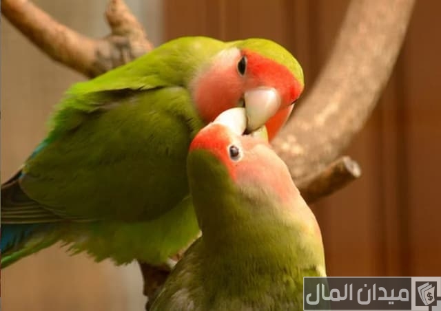 أنواع عصافير الزينة