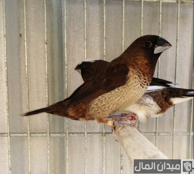 أنواع عصافير الزينة