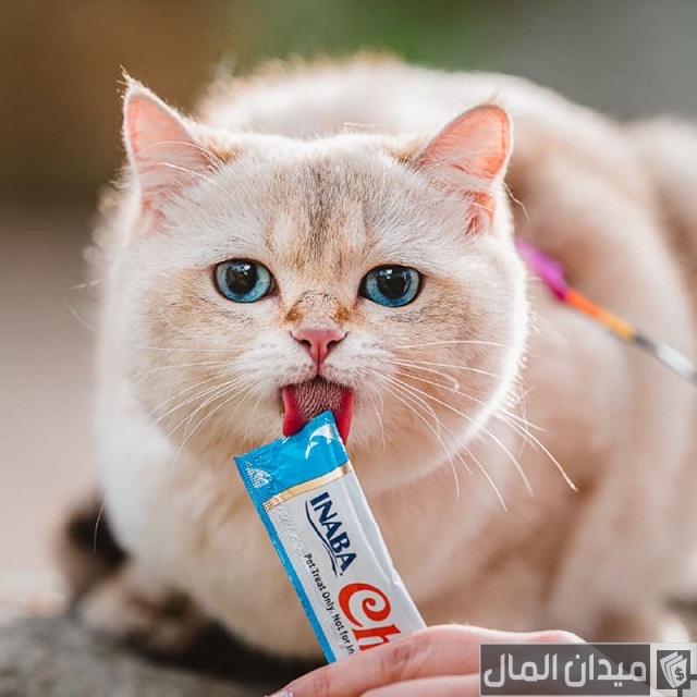أسعار القطط في السعودية أسعار القطط في السعودية