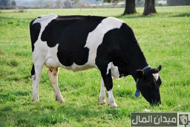 أشهر أنواع البقر في مصر