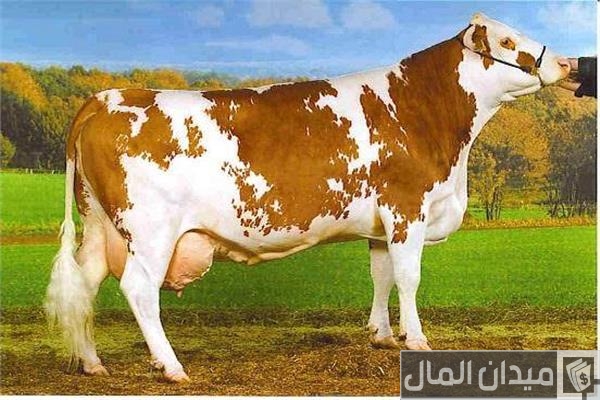 أشهر أنواع البقر في مصر والفرق بينهما