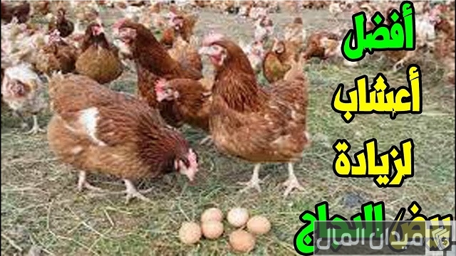 أعشاب لزيادة بيض الدجاج
