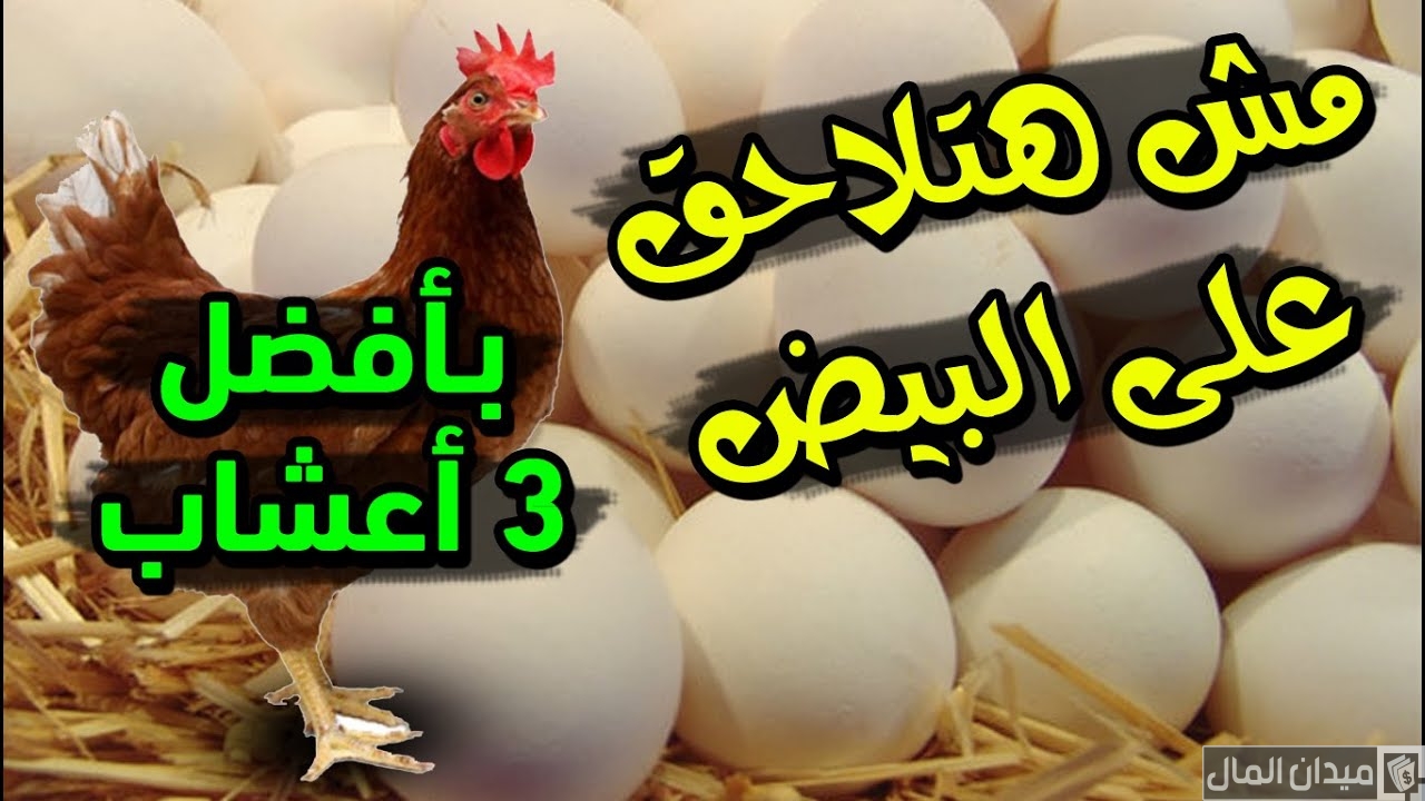 أعشاب لزيادة بيض الدجاج والعوامل المؤثرة على معدل الإنتاج