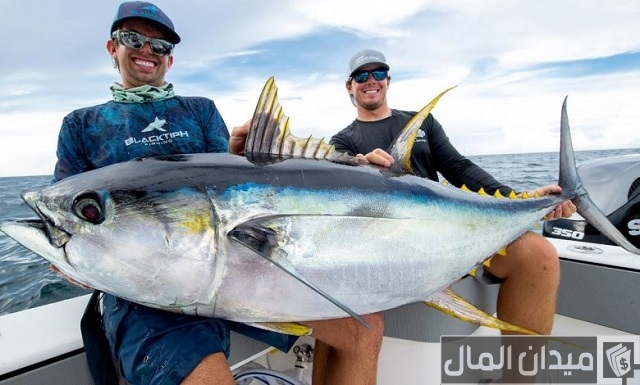 أفضل أنواع سمك التونة