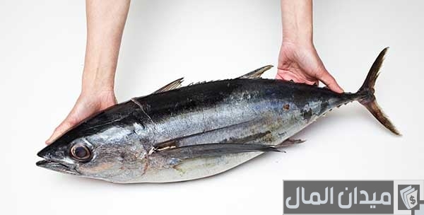 أنواع سمك التونة بالصور