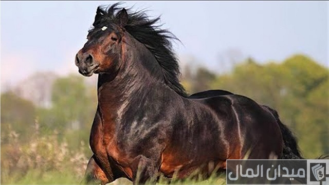 أفضل الخيول في العالم