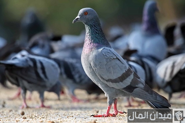 أفضل مضاد حيوي شامل للحمام