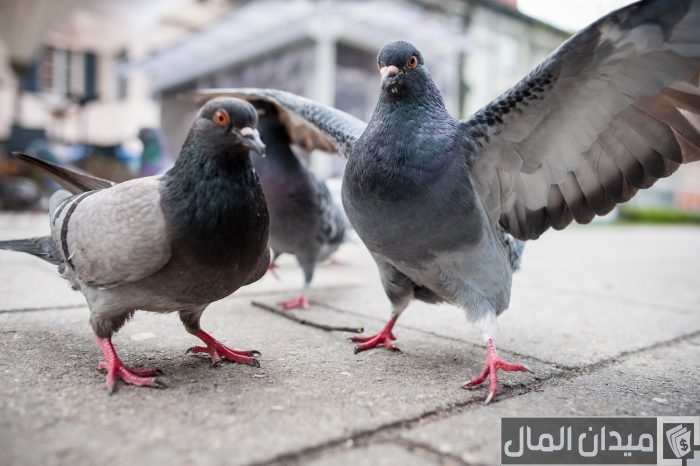 أنواع مضاد حيوي شامل للحمام