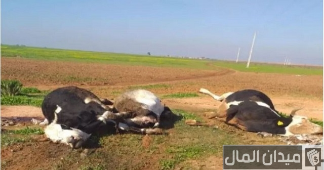 أمراض الأبقار الفيروسية أمراض الأبقار الفيروسية