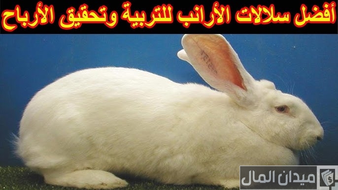 أنواع الأرانب للتربية والبيع
