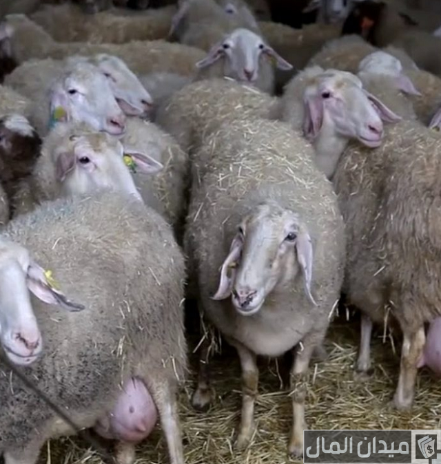 أنواع الأغنام العربية بالصور