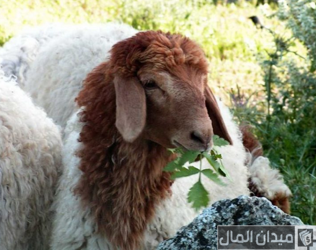 أنواع الأغنام العربية بالصور