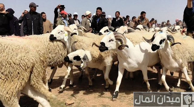 أنواع الأغنام العربية بالصور