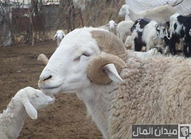 أنواع الأغنام العربية بالصور